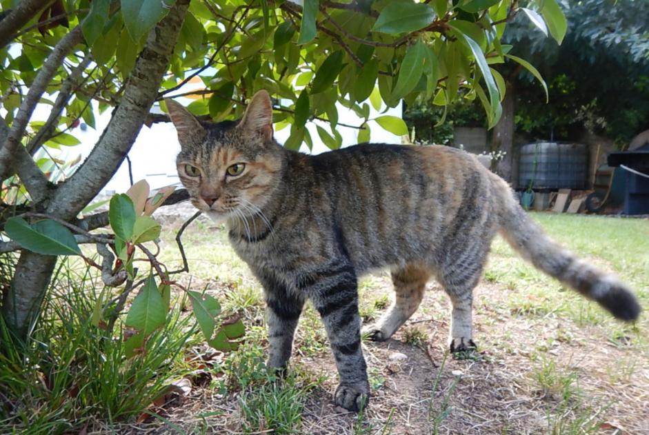 Disappearance alert Cat  Female , 15 years Lagnieu France