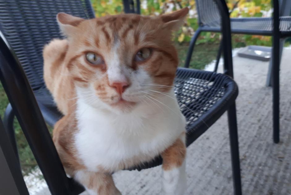 Disappearance alert Cat Male , 8 years Faramans France