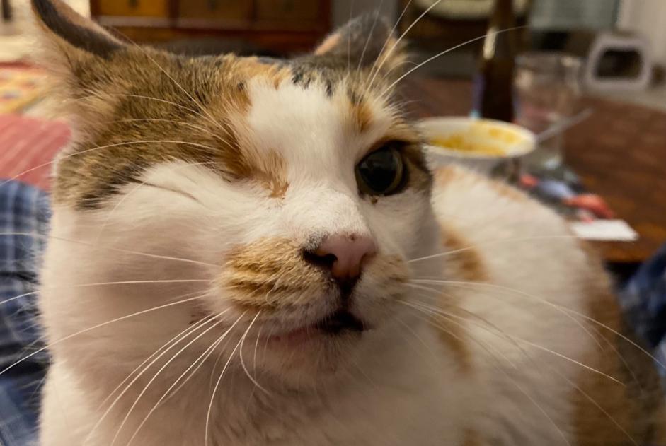 Disappearance alert Cat  Female , 5 years Divonne-les-Bains France