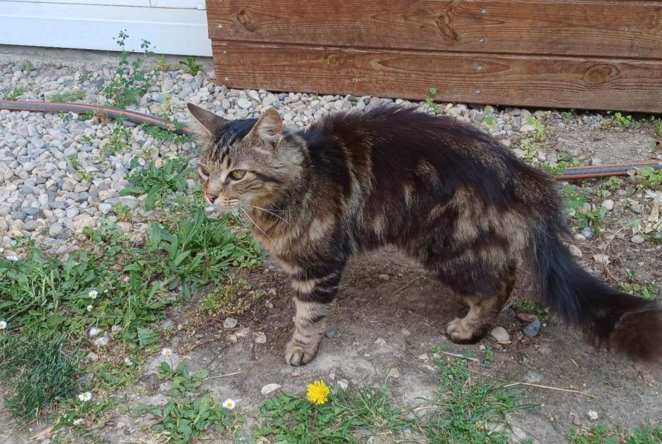 Discovery alert Cat Unknown Briord France