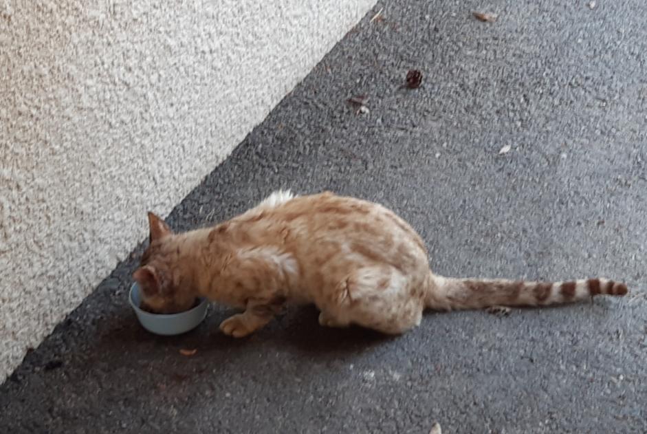 Discovery alert Cat  Male , 7 years Bourg-en-Bresse France