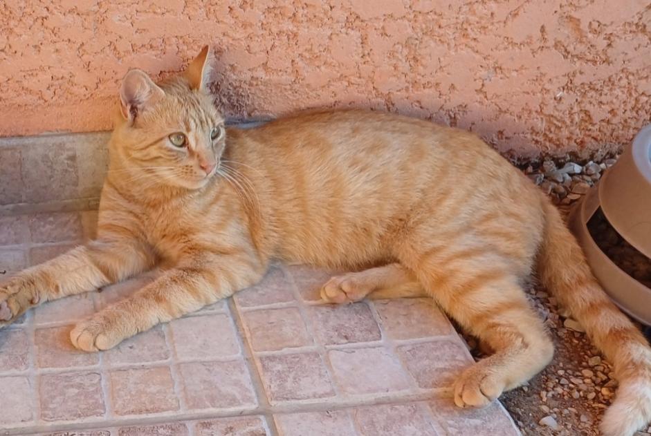 Disappearance alert Cat  Male , 2 years Servas France
