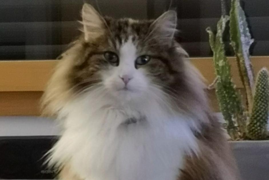 Disappearance alert Cat miscegenation  Female , 8 years Marsonnas France
