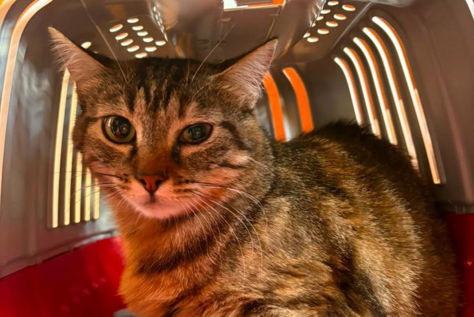 Disappearance alert Cat Female , 4 years Saint-Jean-de-Niost France
