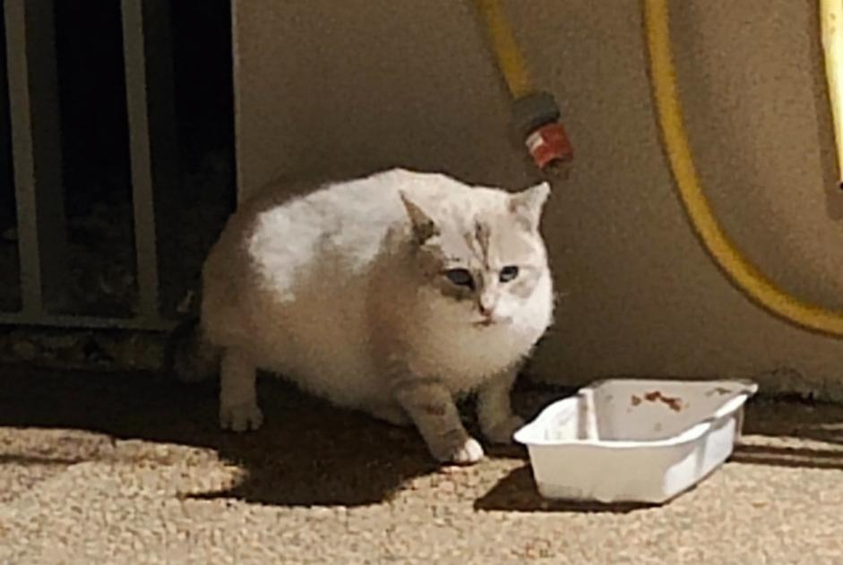 Alerte Découverte Chat  Inconnu Péronnas France