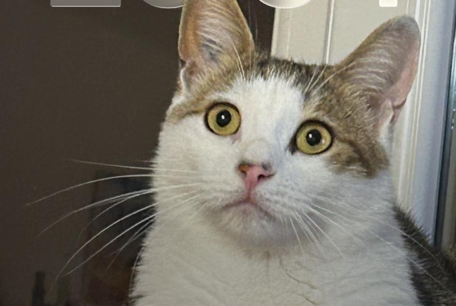 Alerte Disparition Chat  Mâle , 3 ans Montagnieu France