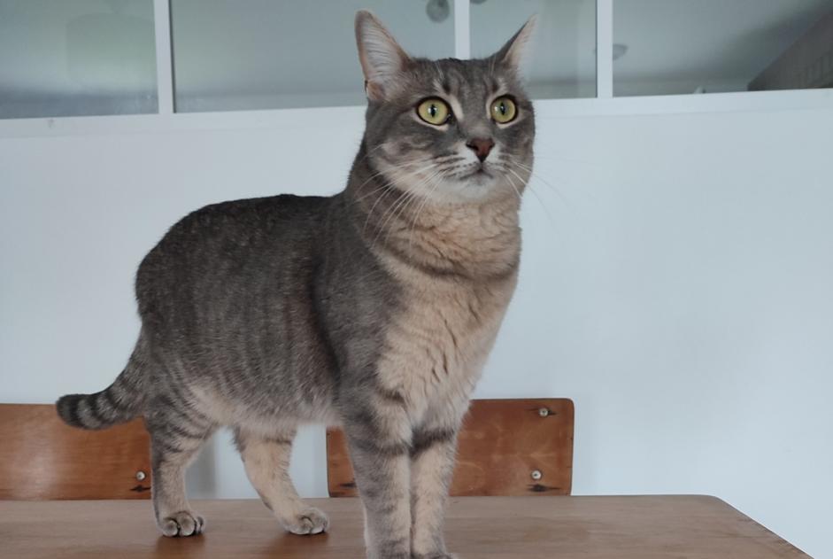 Alerte Disparition Chat  Femelle , 2 ans Lagnieu France