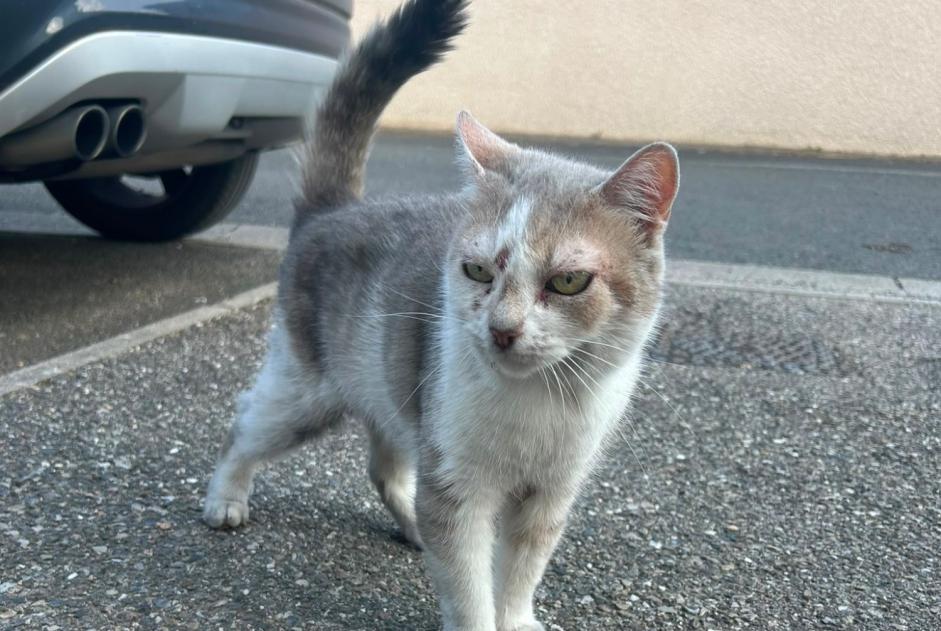Avviso Ritrovamento Gatto Non conosciuta Toussieux Francia