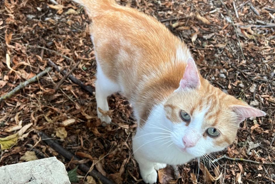 Avviso Ritrovamento Gatto Maschio Montagnat Francia