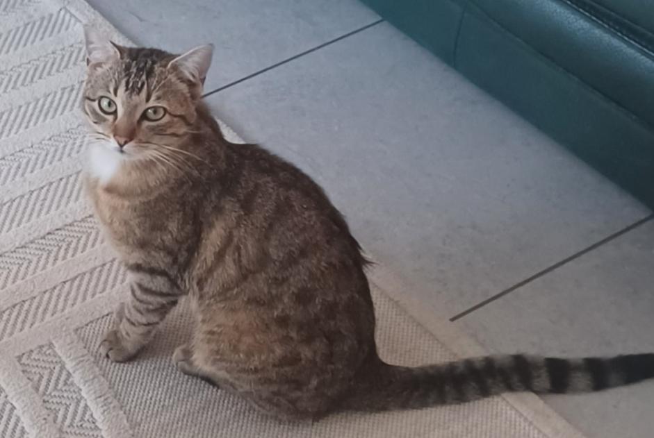 Alerta descoberta Gato Macho Villars-les-Dombes France